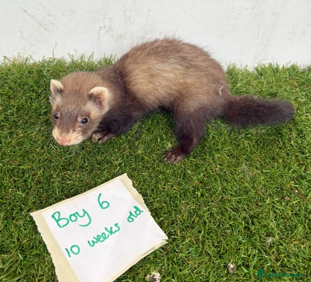 Ferret rodents for sale: Ready now Baby Micro ferrets - Image 10