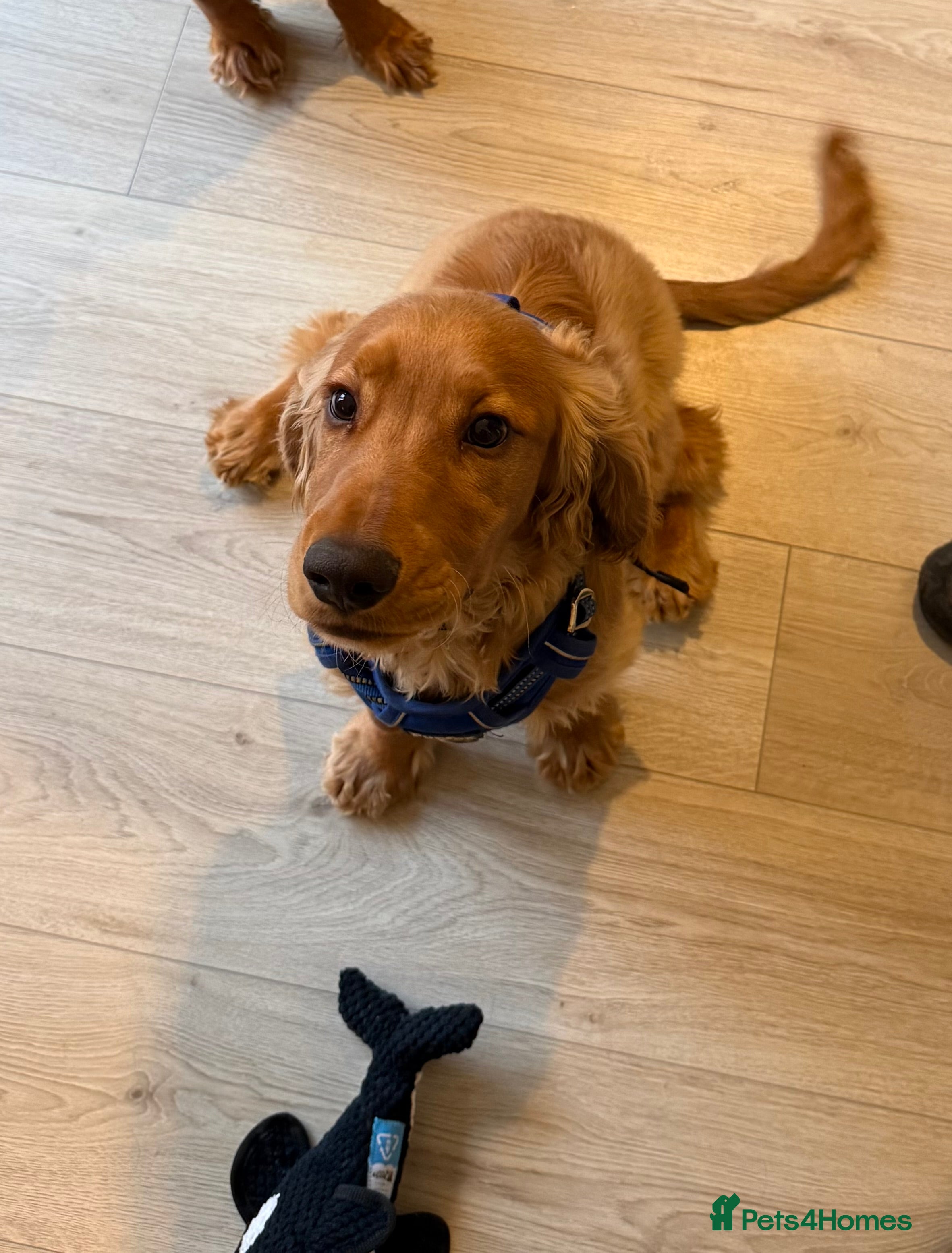 Cocker Spaniel dogs Show Cocker Spaniel Puppy  - Advert 1