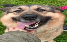 Mixed Breed dogs for adoption: 💖🐶 SIMA 🐶💖 - Image 6