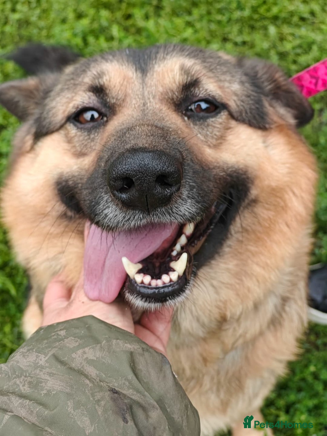 Mixed Breed dogs for adoption: 💖🐶 SIMA 🐶💖 - Image 6