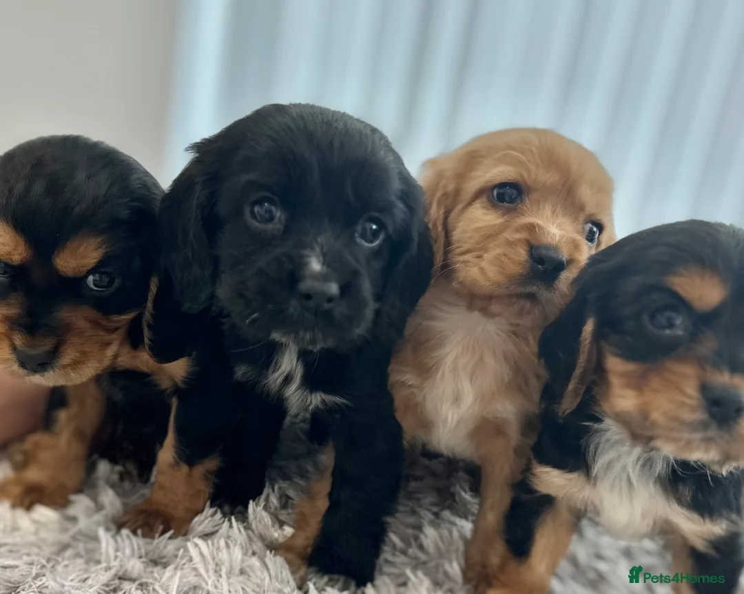 Cockalier dogs for sale: Cocker Spaniel Cavalier King Charles Puppy puppies - Advert 9