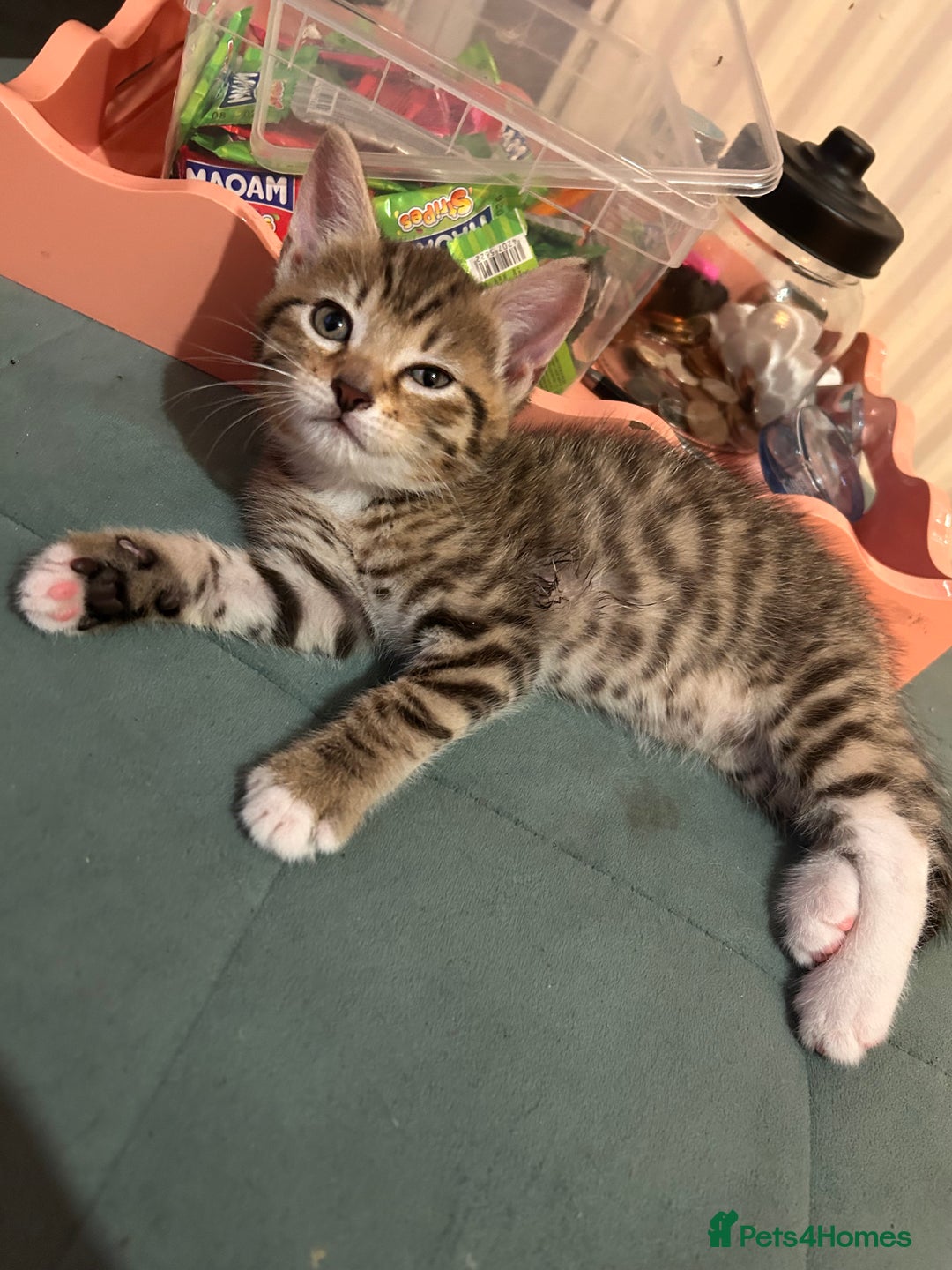 Mixed Breed cats for sale: Kittens ready to leave now  - Image 6