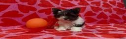 Biewer Terrier dogs for sale: Pure Biewer terriers looking new homes  - Advert 3