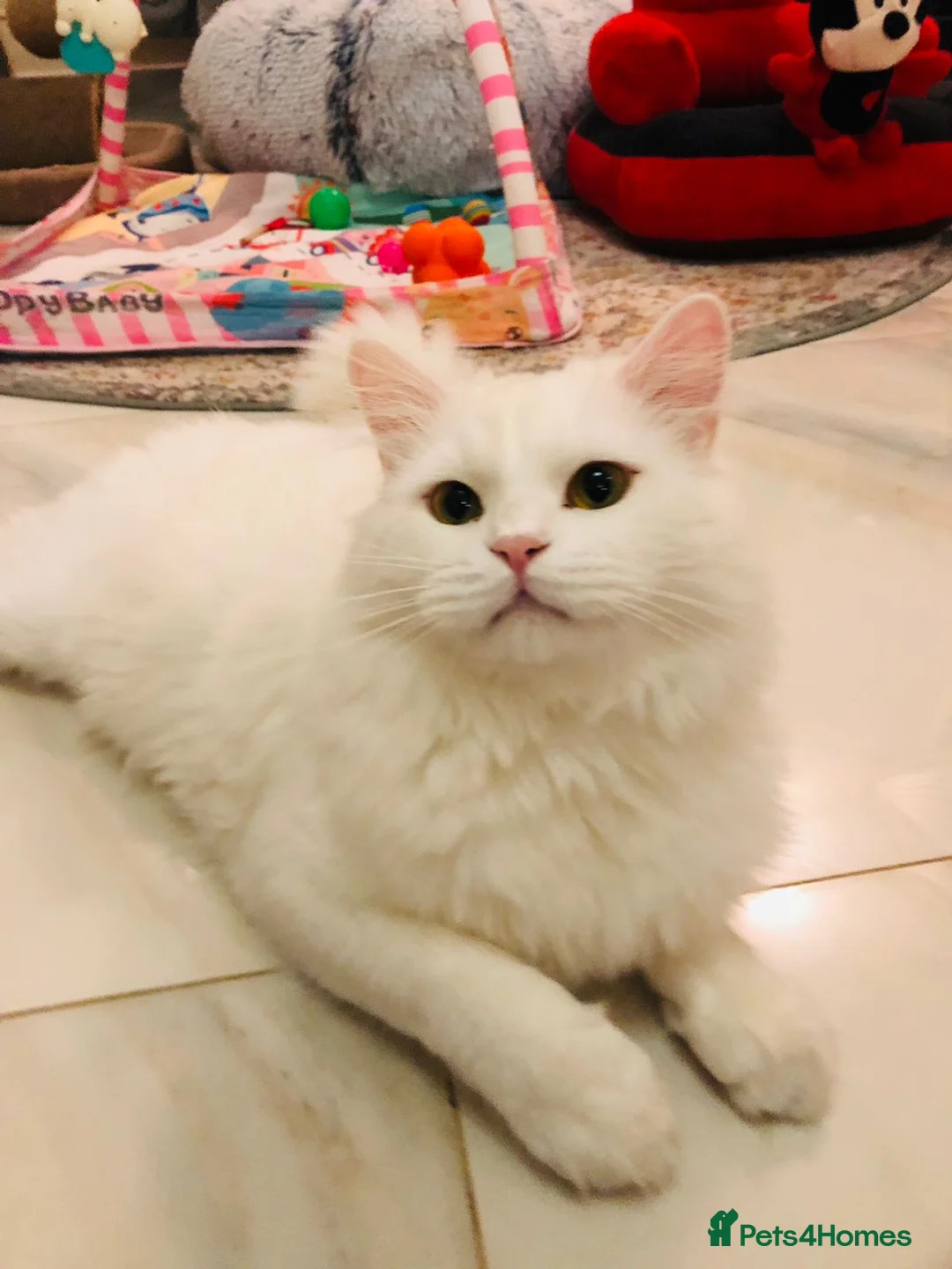 Mixed Breed cats for adoption: LAITH -HAPPY MIX PERSIAN BOY NEUTERED-VACCINATED  - Advert 3