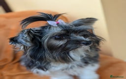 Biewer Terrier dogs for stud: Purebred Pedigree Biewer Terrier Stud in Merthyr Tydfil - Image 22