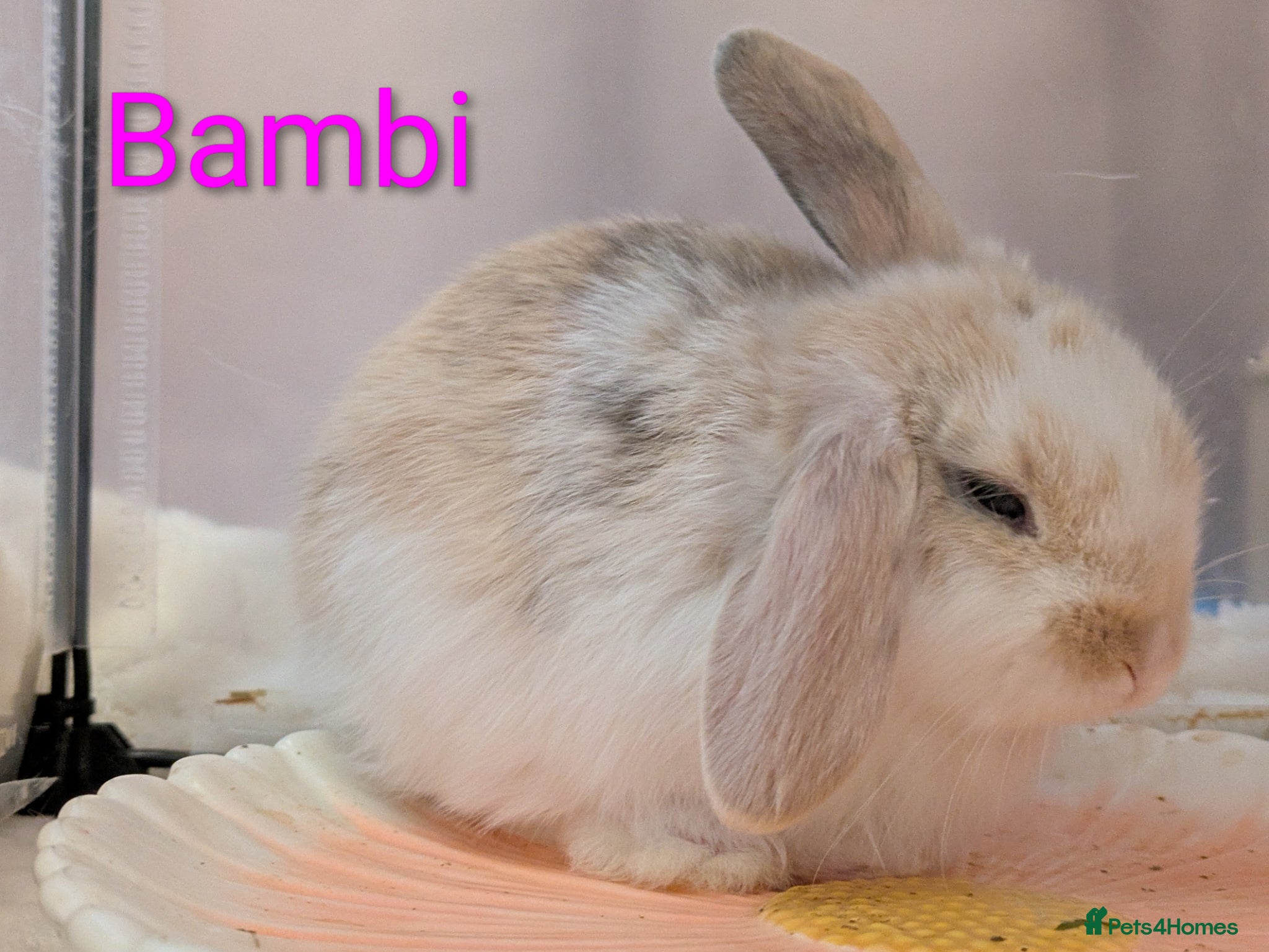 Mini Lop rabbits Beautiful young bunnies  - Advert 2