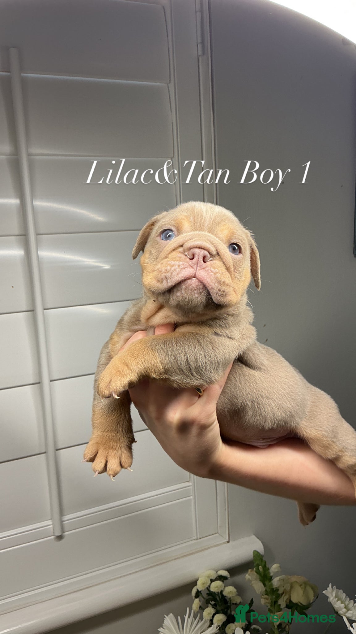English Bulldog dogs 💙💙 4 Male Stunning English Bulldog Puppies💙💙 - Advert 1