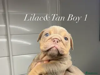 English Bulldog dogs 💙💙 4 Male Stunning English Bulldog Puppies💙💙 - Advert 1