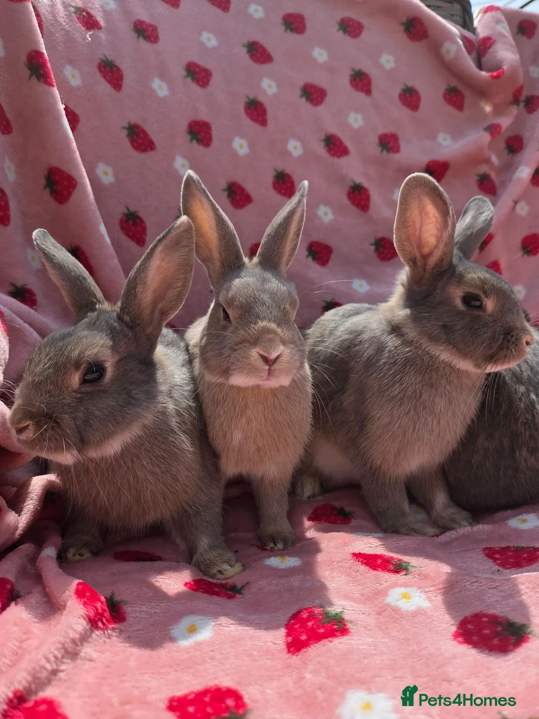 Mixed Breed rabbits for sale: Silly tame blue fawn plush mini lop - Advert 2
