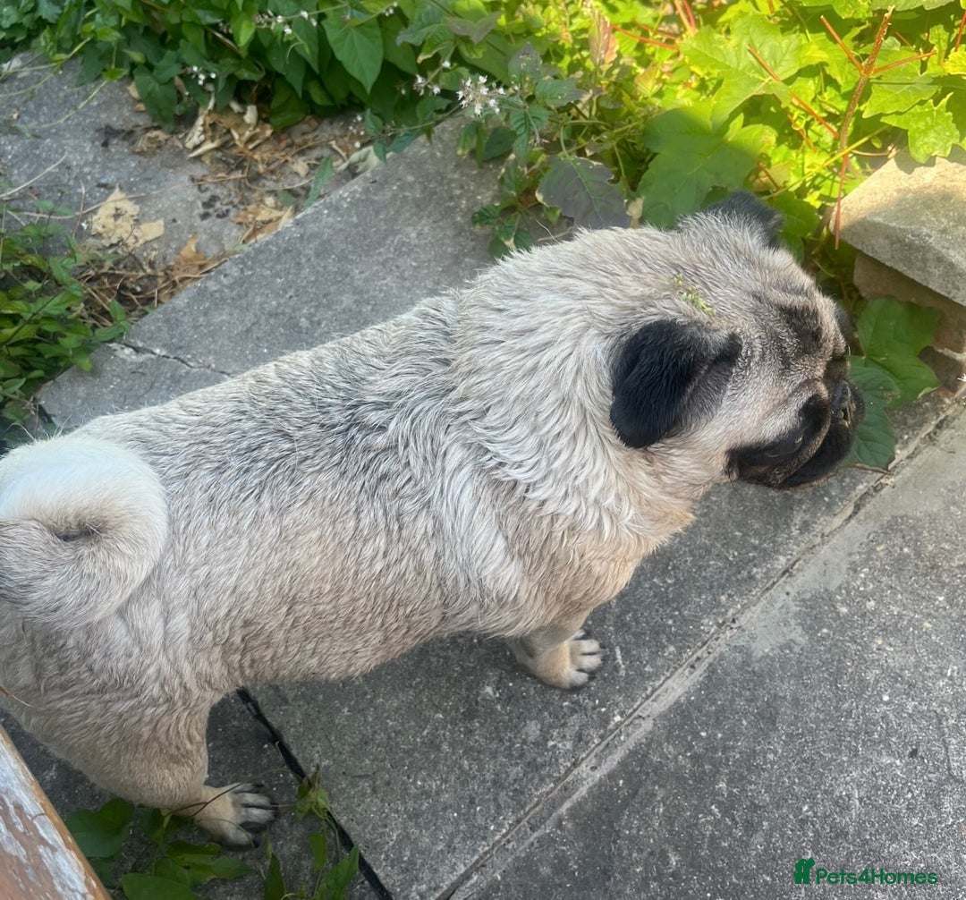 Pug dogs for sale: Gorgeous Female Adult Pug 3 Years old Ready Now  - Advert 7