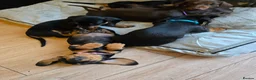 Dachshund dogs for sale: Beautiful short hair dachshund puppies in Bournemouth - Advert 5