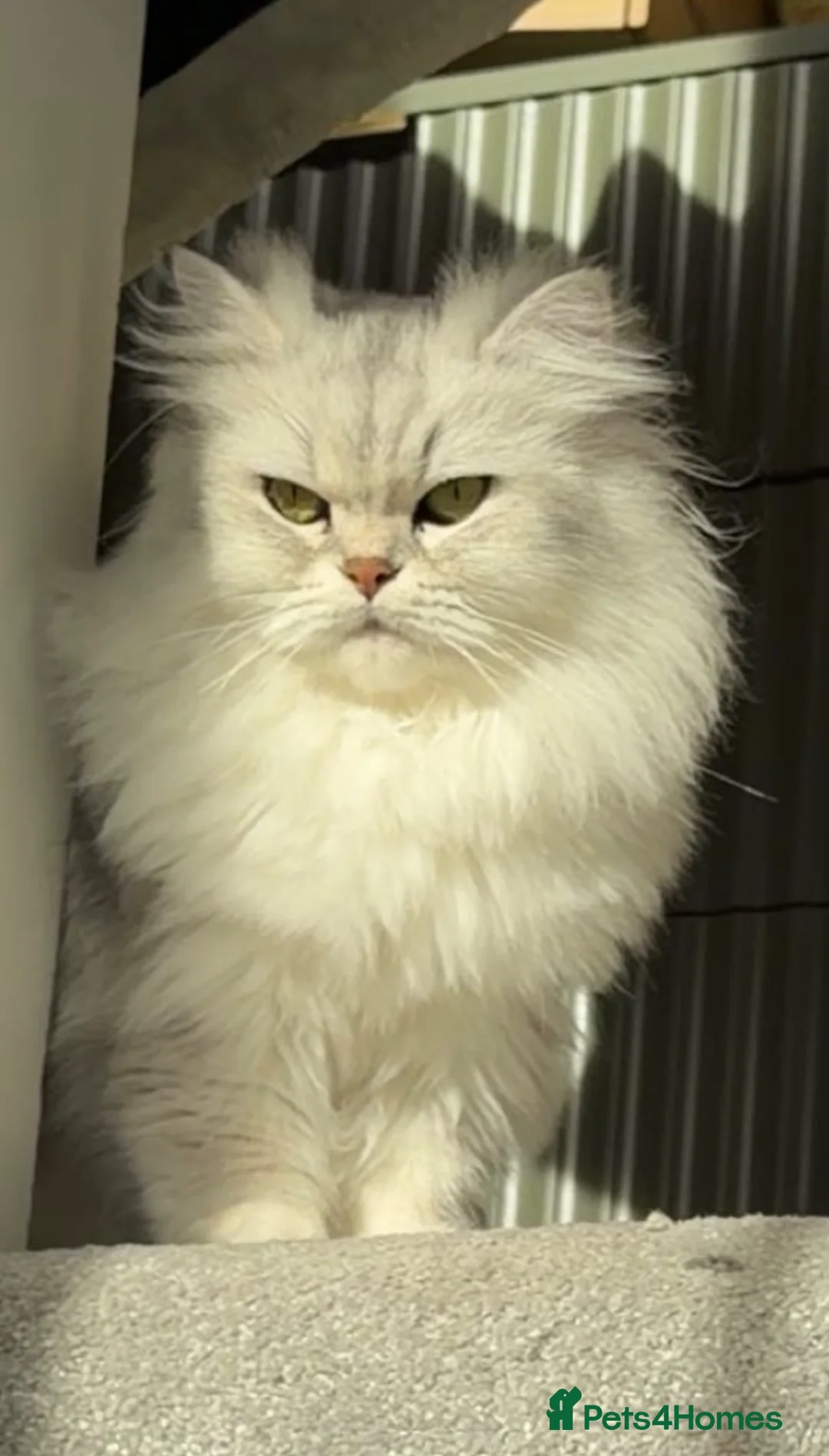 Persian cats for sale: Beautiful 2-Year-Old Female Persian Cat - Advert 7