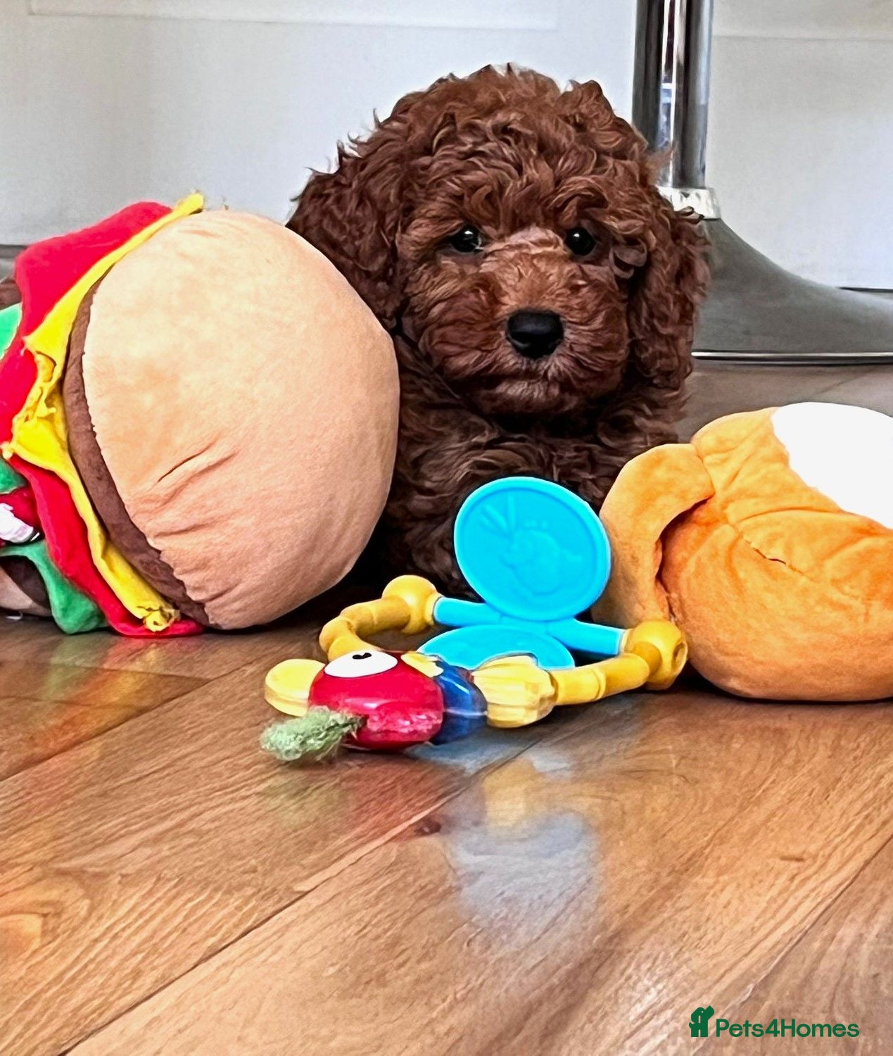 Cavapoo dogs The Best Quality Puppy, fully DNA tested Parents - Advert 2