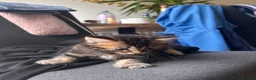 Mixed Breed cats for sale: Beautiful fluffy tabby’s  - Advert 5
