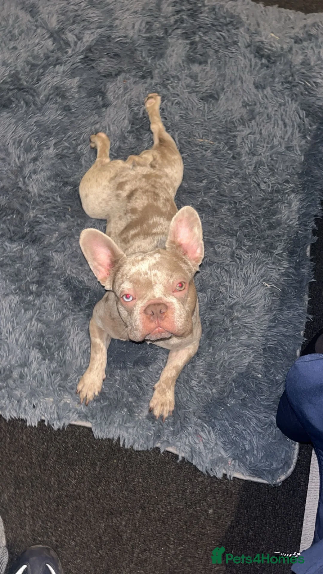 French Bulldog dogs for sale: French bulldog  - Advert 2