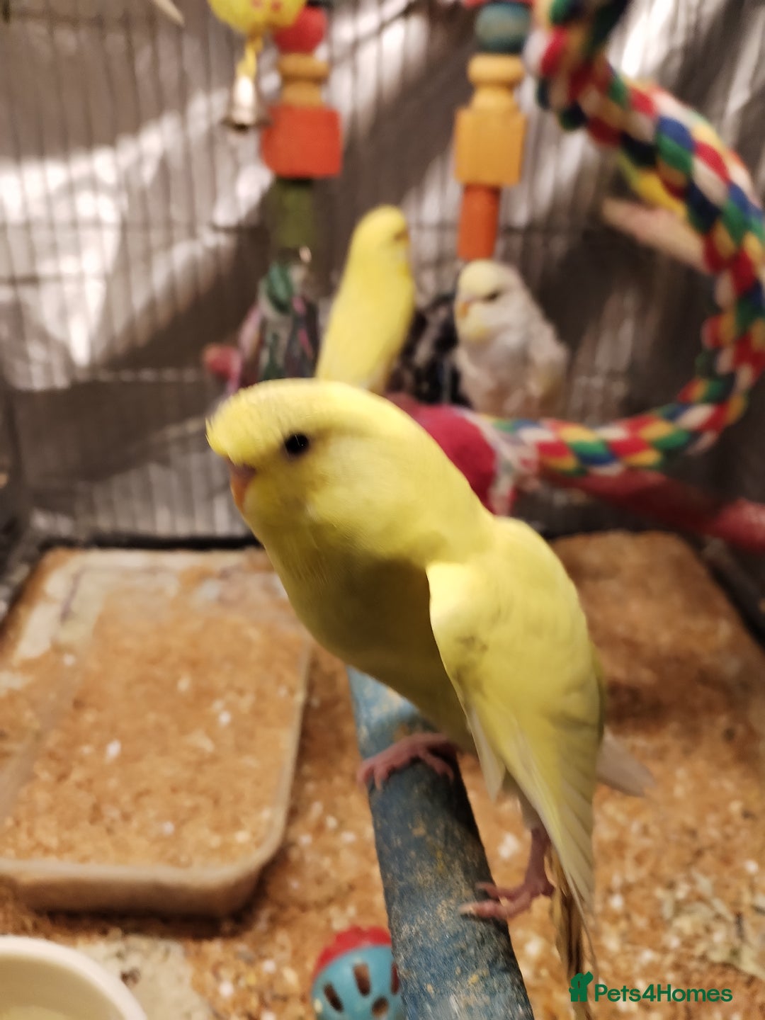Budgerigars birds for sale: Beautiful baby budgies  - Advert 10