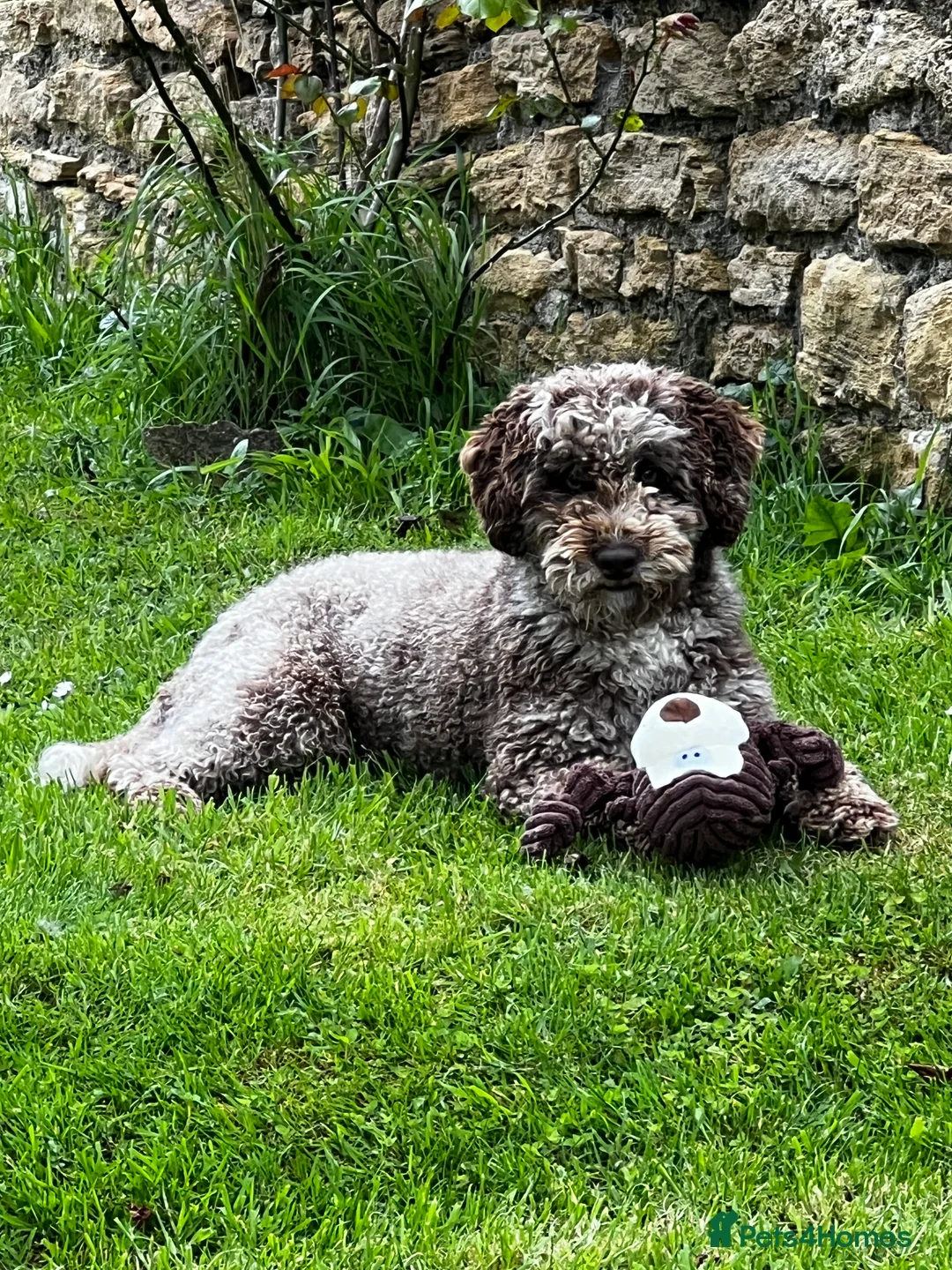 Miniature Poodle dogs for stud: Chocolate Merle Miniature Poodle Fully DNA Tested in Radstock - Advert 4