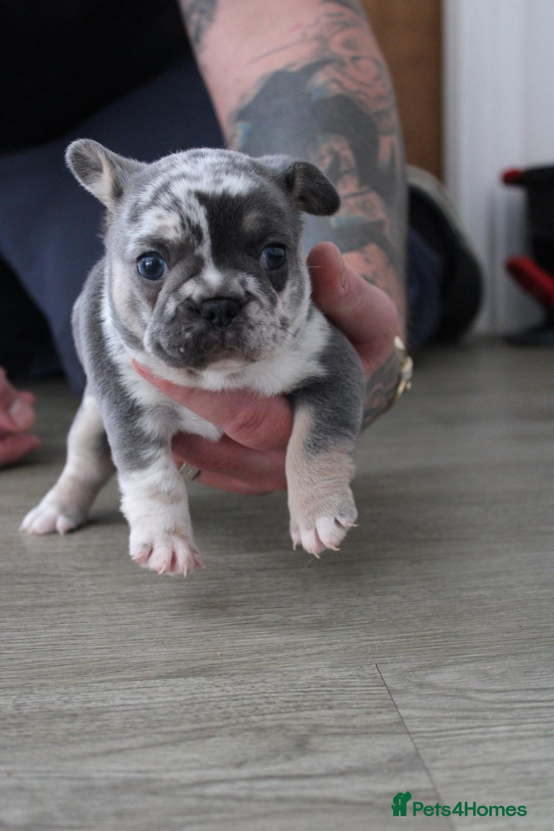 French Bulldog dogs for sale: French Bulldog Merles carrying fluffy ready to go. - Advert 7