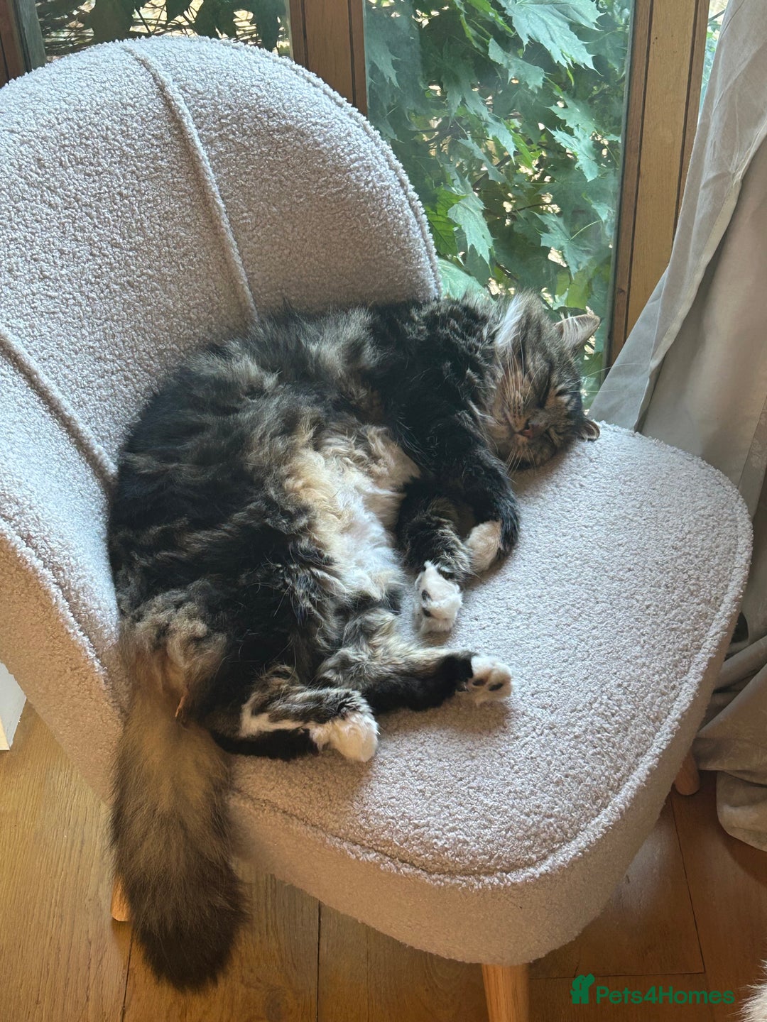 British Longhair cats for sale: Incredibly Beautiful British Longhair Male Cat - Advert 17