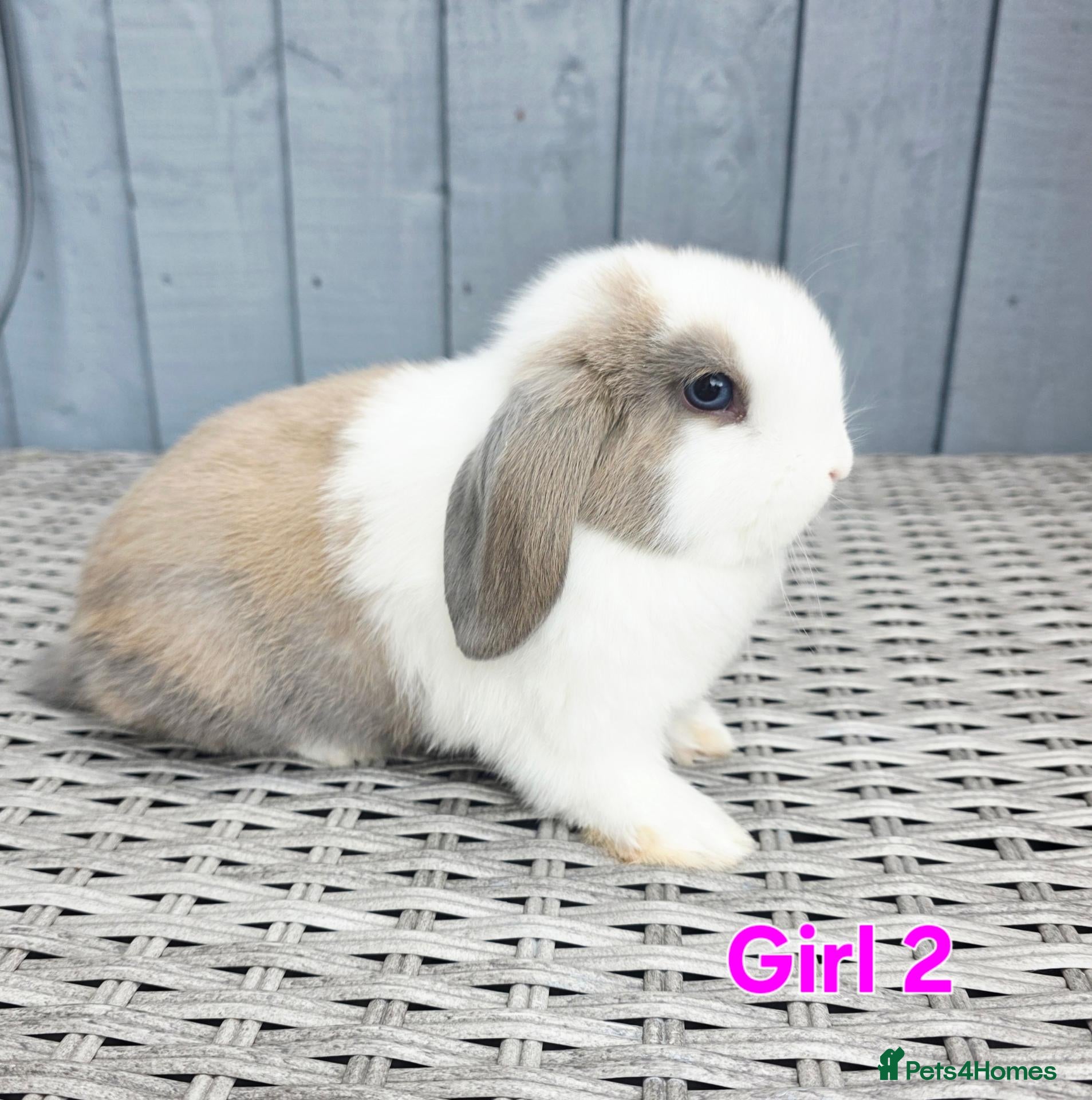 Mini Lop rabbits for sale: Baby mini lops  - Advert 2
