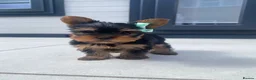 Yorkshire Terrier dogs for sale: 3 Beautiful Pure Breed Yorkshire Terrier puppies  - Advert 8