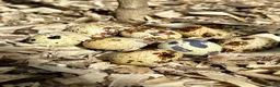 Quail poultry for sale: Fertile Italian jumbo quail eggs - Advert 3