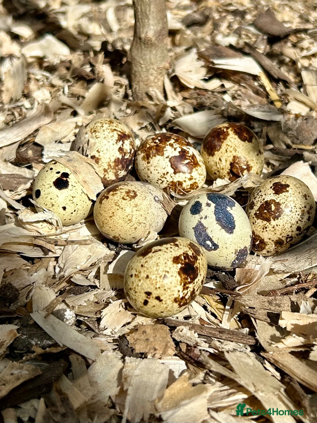 Quail poultry for sale: Fertile Italian jumbo quail eggs - Advert 3