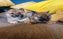 Japanese Shiba Inu dogs for sale: K.C reg Japanese Shiba Inu Puppies - Image 4