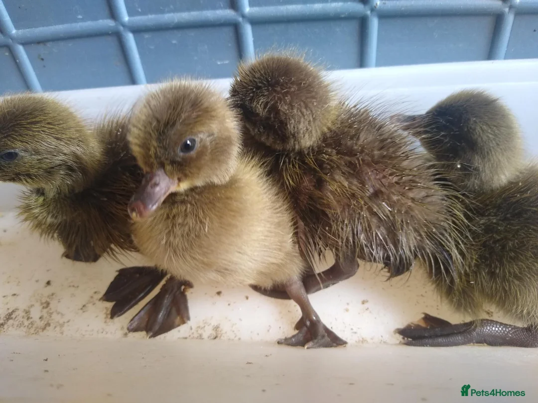 Ducks poultry for sale: Khaki cambell unsexed ducklings  in Doncaster - Advert 1