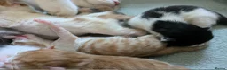 Mixed Breed cats for sale: 6 gorgeous mixed breed kittens - Advert 6