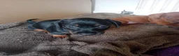 Dachshund dogs for sale: 4 Dachshund puppies !! - Advert 8