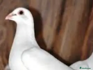 Pigeons birds Logan young Male and female Pigeons. Not ringed - Advert 17