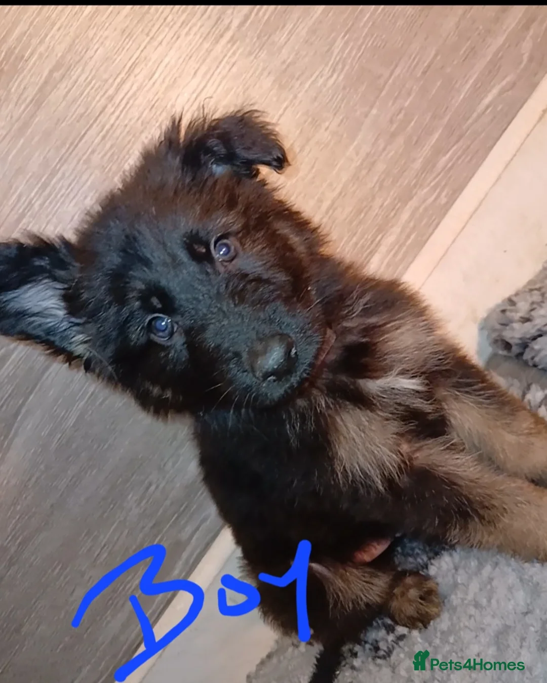 German Shepherd dogs for sale: Beautiful kc german shepherd babies - Advert 8