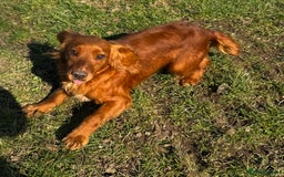 Cocker Spaniel dogs for sale: RED & BLACK COCKER SPANIEL PUPPIES READY NOW 🐶🧡  - Image 2