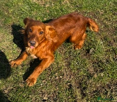 Cocker Spaniel dogs - Advert 11