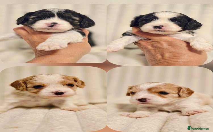 Cavapoo dogs - Advert 6