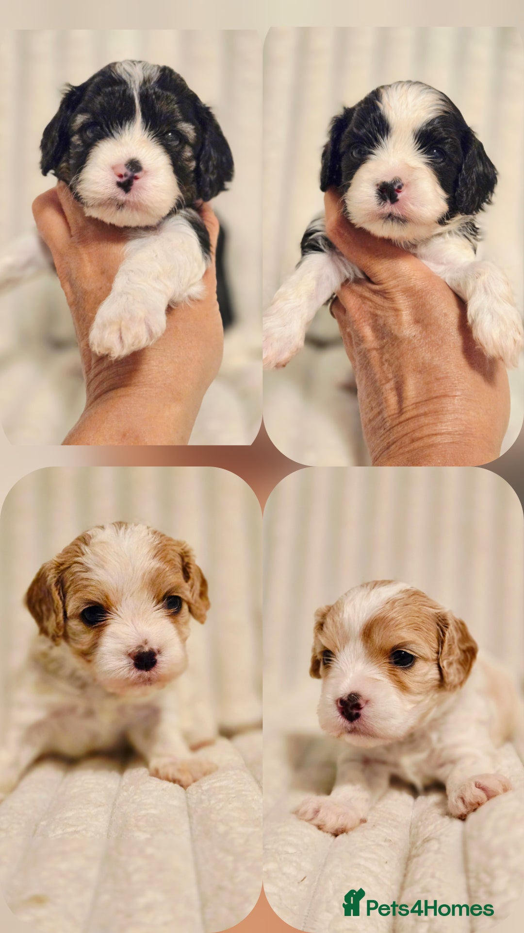 Cavapoo dogs for sale: Adorable Cavapoo Pups fully health tested parents - Image 1