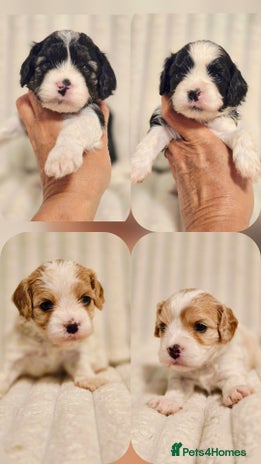 Cavapoo dogs - Advert 2
