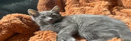 Mixed Breed cats for sale: 3 Tabby Kittens for Sale - Advert 9