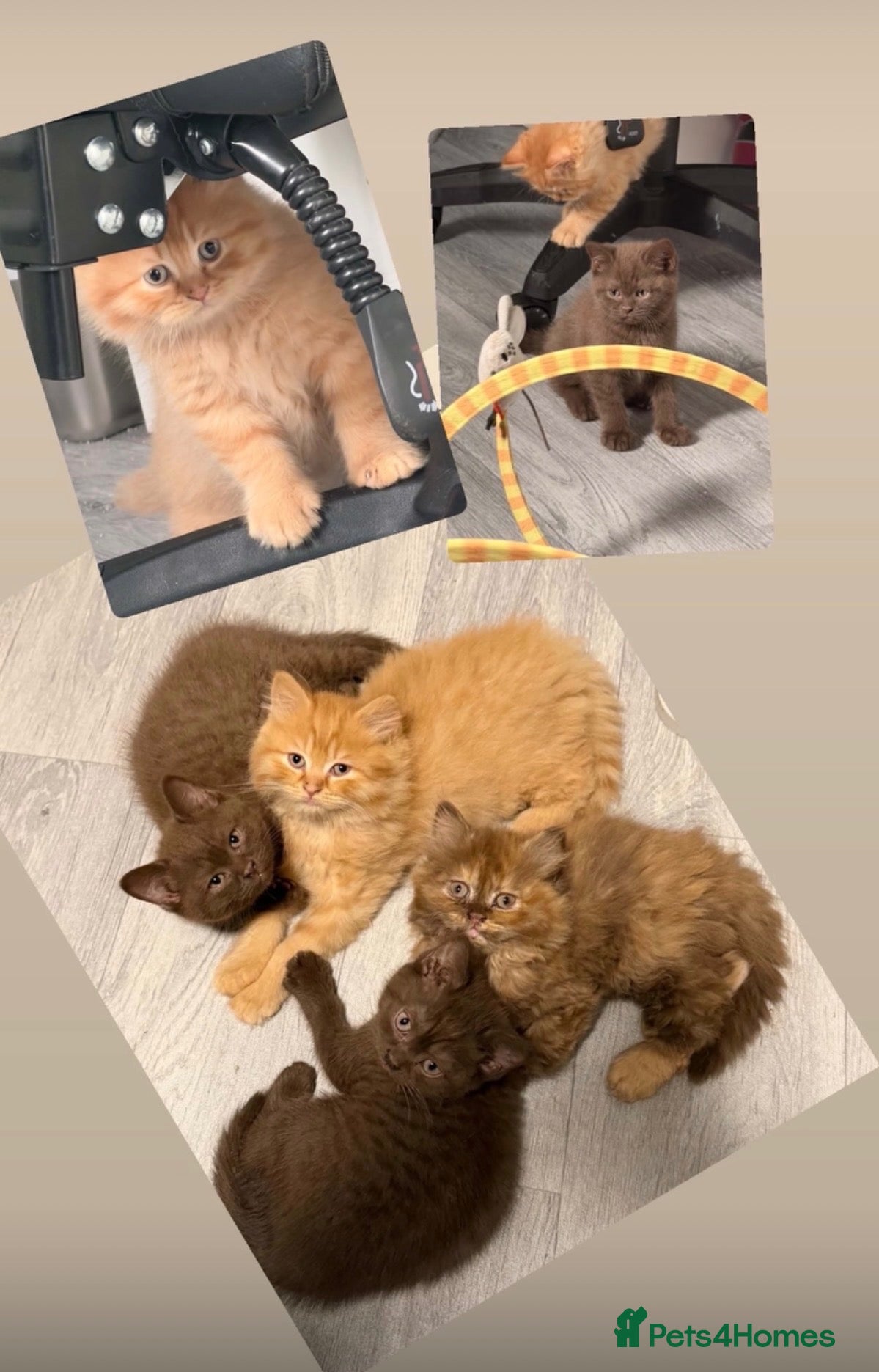 British Shorthair cats 🦁😻🦁 Beautiful British Shorthair and Longhair  - Advert 1