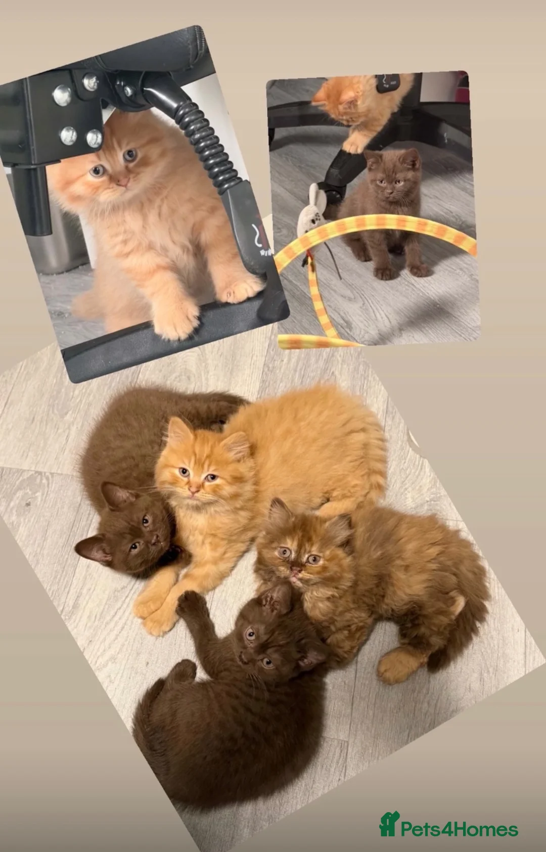 British Shorthair cats for sale: 🦁😻🦁 Beautiful British Shorthair and Longhair  - Advert 1