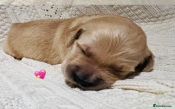 Golden Retriever dogs for sale: ✨ When Bella Met Loki 💛 - Image 12