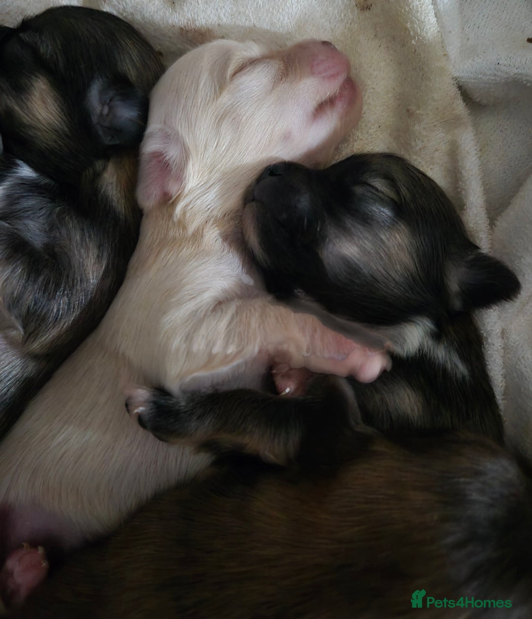 Pomchi dogs for sale: Gorgeous pomchi puppies  - Image 6