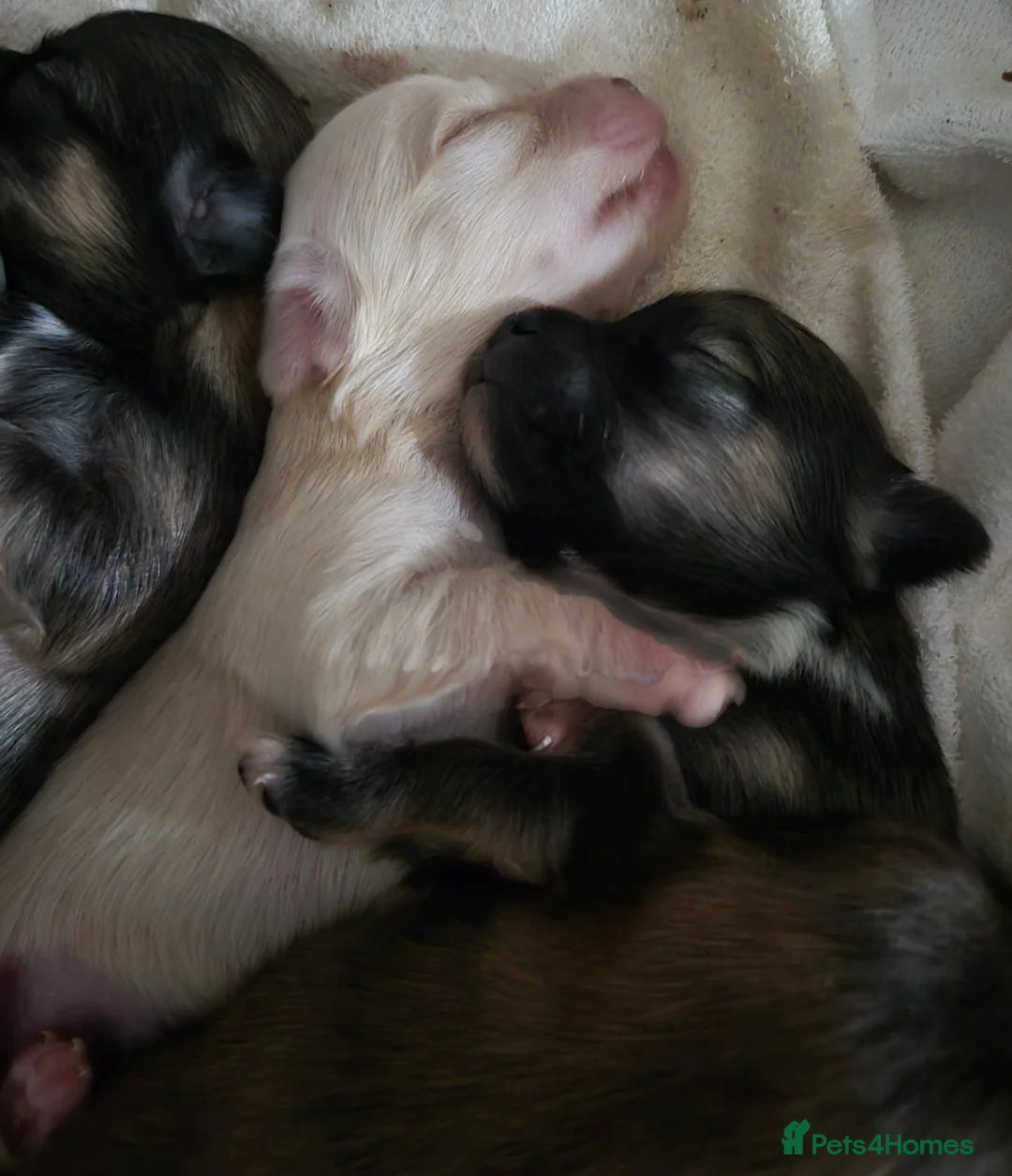 Pomchi dogs for sale: Gorgeous pomchi puppies  - Advert 7