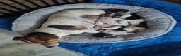 Jack Russell dogs for sale: 3 beautiful Jack Russell girls - Advert 28