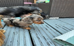 Dachshund dogs for sale: KC reg. Long hair miniature Dachshund puppies  - Image 11