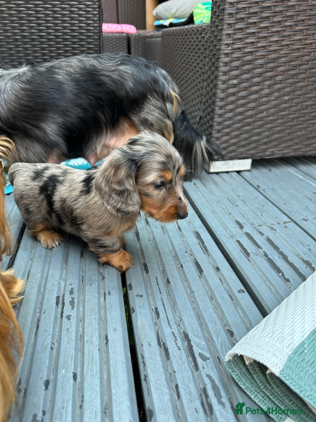 Dachshund dogs for sale: KC reg. Long hair miniature Dachshund puppies  - Image 11