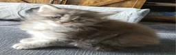 Maine Coon cats for sale: Beautiful pure Bred Maine Coon Kittens  - Advert 7