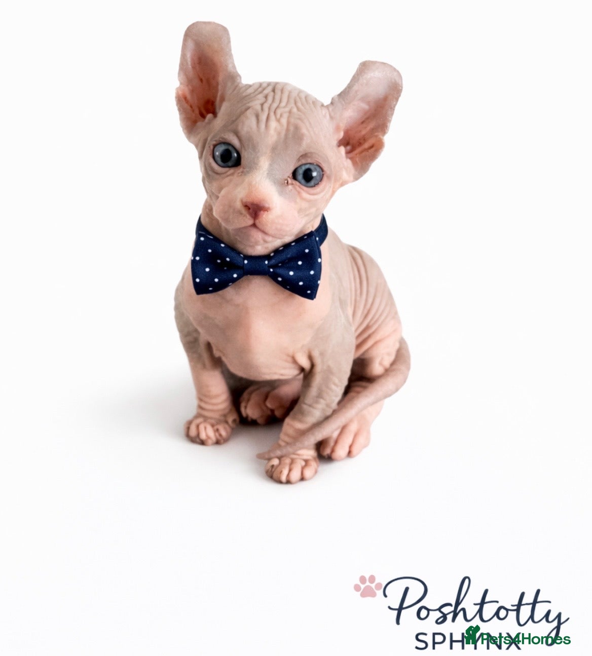 Sphynx cats Elf Kittens  - Advert 1
