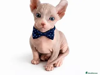 Sphynx cats Elf Kittens - Advert 6